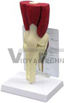 Muscled Knee Joint Model